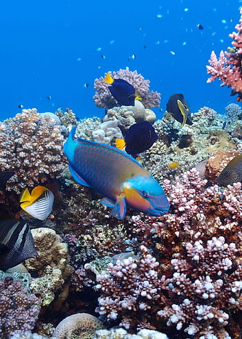 berbagai macam, ikan, di samping, karang, mesir, menyelam, laut merah, bawah air, laut, dunia bawah laut, terumbu karang