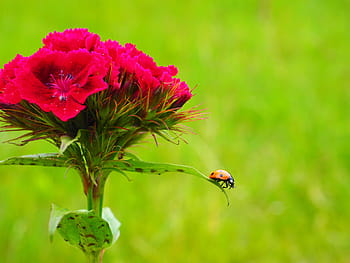 ladybug, coccinellidae, beetle, elytron, siebenpunkt ladybird, siebenpunkt, coccinella septempunctata, carnation, flower, blossom, bloom