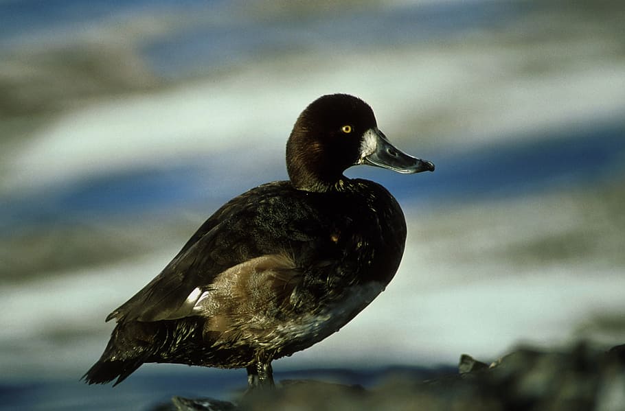 greater scaup duck, wildlife, bird, nature, portrait, colorful, gamebird, fowl, outdoors, standing, looking