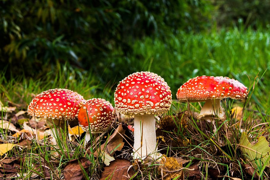 mushrooms, fly agaric, poison, toadstool, red, risk, forest mushroom