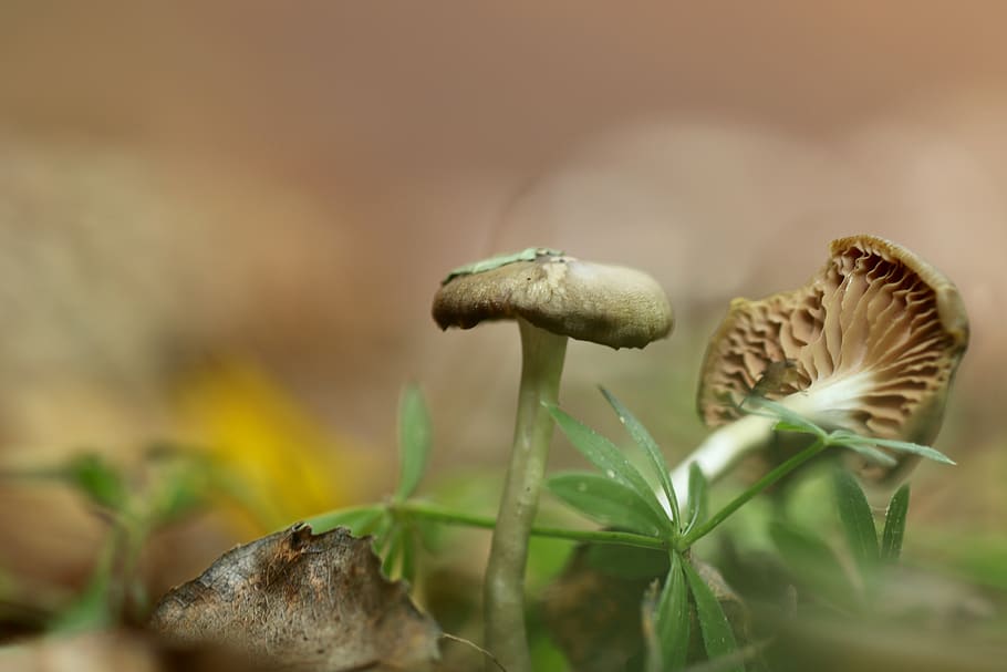 houba, houby, louka, přízemní, mařinka vonná, Země, Příroda, zahrada, strom