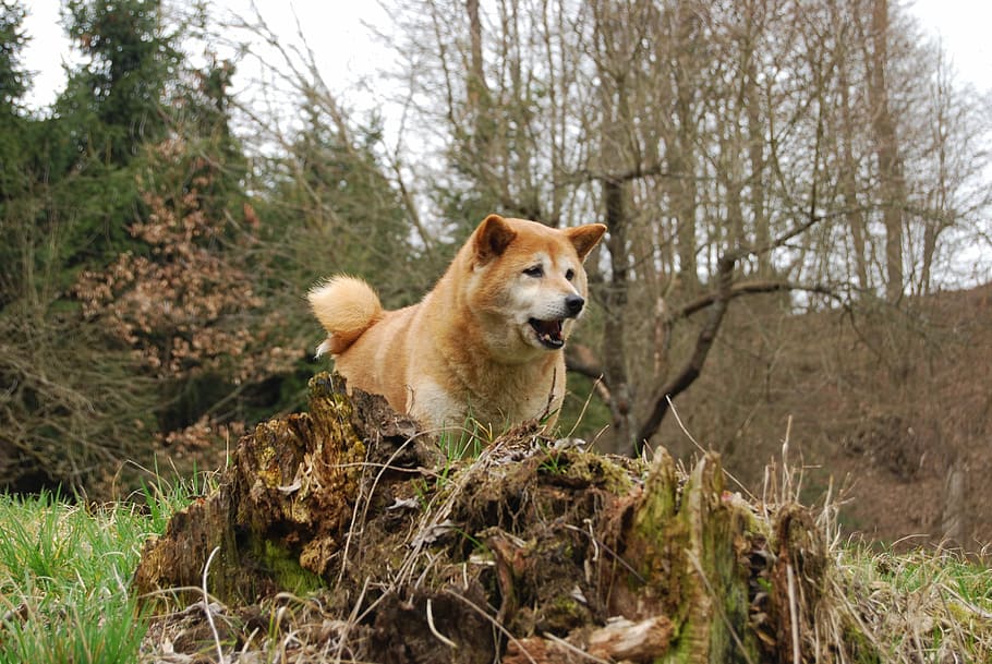 Pes, eliška, shiba, ins, jaro, pařez, shiba-ins, barvy, jednoho zvířete, domácí mazlíčci, domácí zvířata