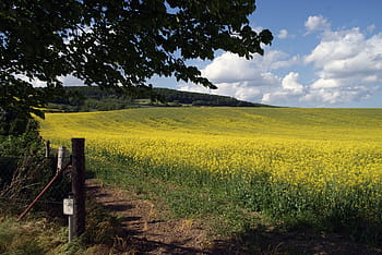 Field, Oilseed Rape, field of rapeseeds, landscape, yellow, weser uplands, agriculture, rural scene, farm, sky