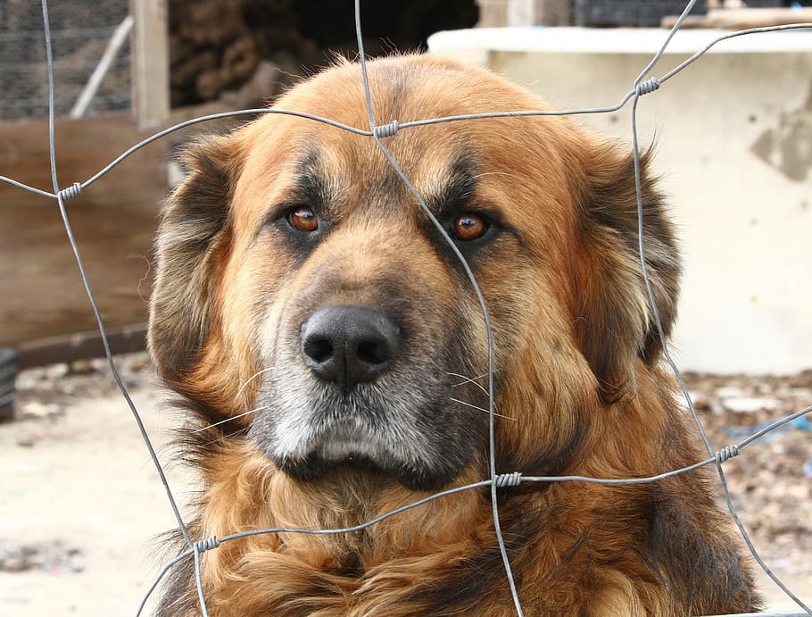 dog, pet, animalia, canidae