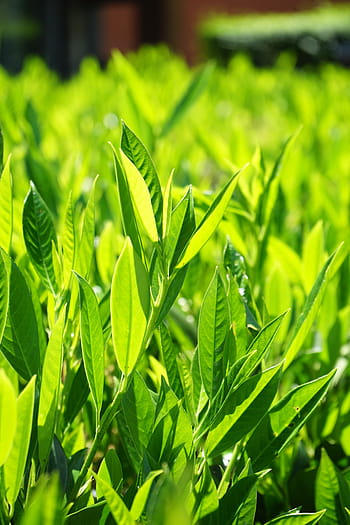 listy, zelené, zadní světlo, listy, zelená, světle zelená, odstíny zelené, Jasný, prunus laurocerasus, keř, rostlina, laurocerasus officinalis