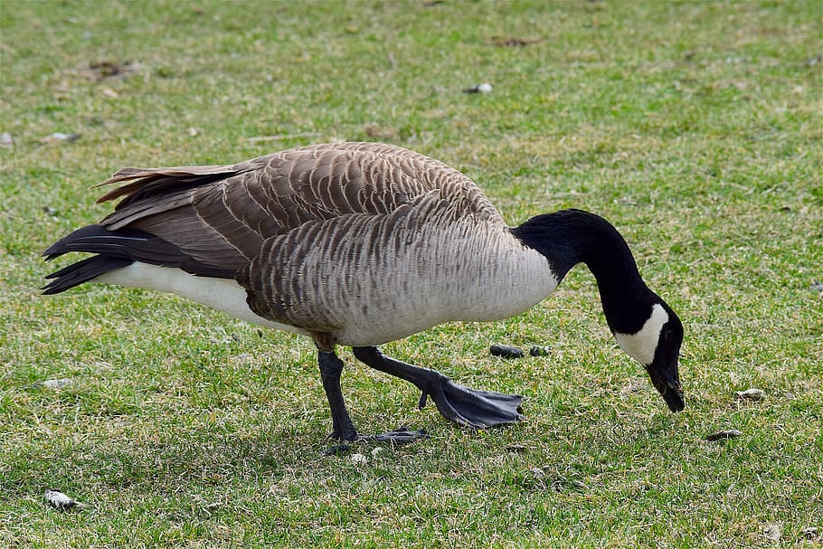 ガチョウ、 草、 カナダ、 自然、 鳥、 動物、 緑、 野生動物、 くちばし、 水鳥、 羽