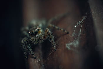 strašidelný, zvíře, hmyz, venkovní, pavouk, rozmazat, pavoučí síť, makro