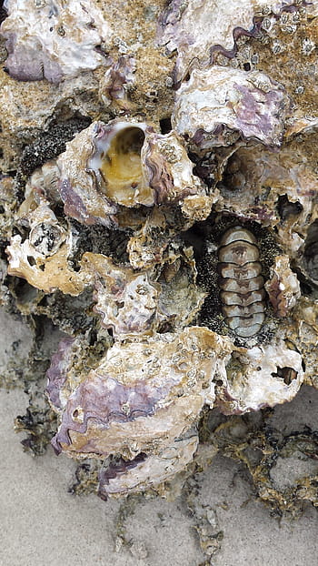fossiel, rots, prehistorisch, oude, palaeontologie, mineraal, geologie, fossilization, oud, Versteend, ammoniet