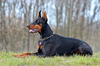 closeup, black, green, grass, trees, daytime, Doberman Pinscher, green grass, lying, doberman, dog