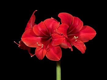 amaryllis, rode bloembladbloem, rode amaryllis, bloem fotografie, zwarte achtergrond, levendig rood, bloemenbeeld, amaryllis bloei, close-up bloem, rode bloemblaadjes, amaryllisplant
