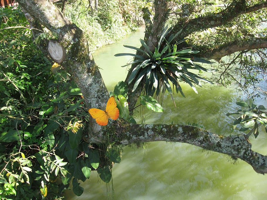 rio, paraíba do sul, guararema, rio, paraíba do sul, Sao Paulo, Brazílie, ostrov, vegetace, Atlantský les, motýl, den