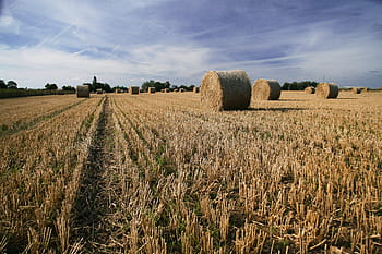 landscape photo, hay bales, farm field, harvest, captured, Landscape, hay, bales, farm, field, Faversham