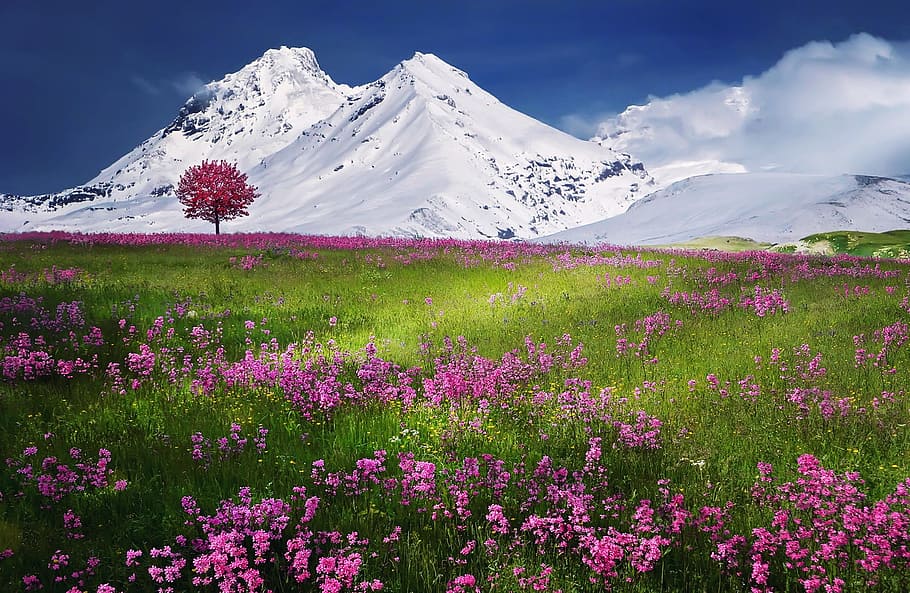 pink, flower field, single, tree, background, snow-capped mountain, amazing, beautiful, beauty, blue, breathtaking