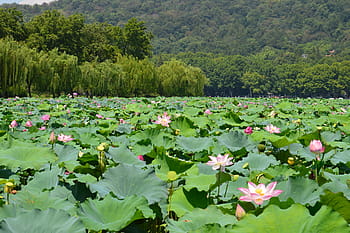 杭州, 西湖, 风景, 中国
