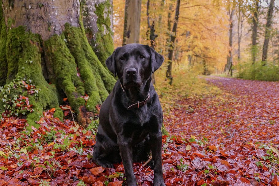 köpek, doğa, sonbahar, hayvan, Evcil Hayvan, köpek yavrusu, sevimli, gözleri, dostluk, peyzaj