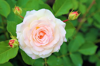 mawar, musim semi, bunga, alam, romantis, pink, putih, cinta, cantik, tanaman, daun