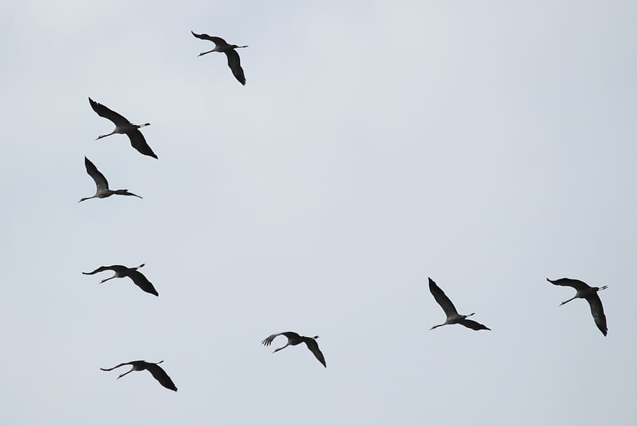 low, angle photography, flock, flying, geese, cranes, flock of birds, migratory birds, birds, animal, flying formation