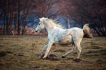 white, horse, running, mold, gallop, thoroughbred arabian, pasture, flock, paddock, animal themes, domestic animals