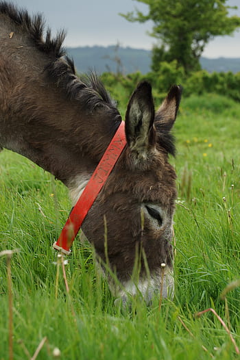 donkey, grass, animal, green, ears, tree, collar, red, grey