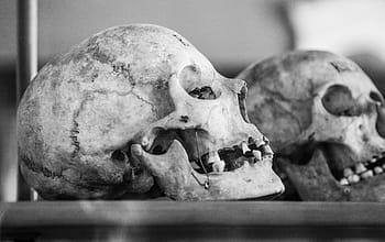 two, white, skulls, brown, wooden, table, wooden table, skull, old, profile, black and white