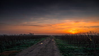 green, leafed, plant field, golden, hour, landscape, road, sunset, path, agriculture, grass