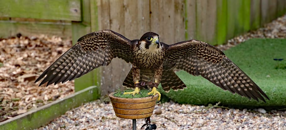braun, adn, schwarz, Vogel, Wanderfan, Falke, Raubtier, Raubvogel, Beute, Tierwelt, Schnabel