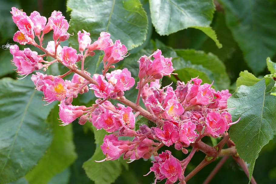 buckeye, blossom, bloom, candle, close up, flowers, red flowering buckeye, flesh red horse chestnut, inflorescence