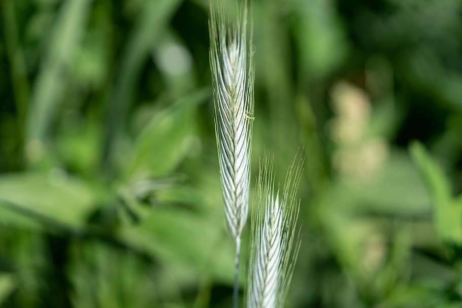 tráva, Příroda, makro, rostlina, flóra, květinek, letní, botanický, Krásná, zelená, žlutá