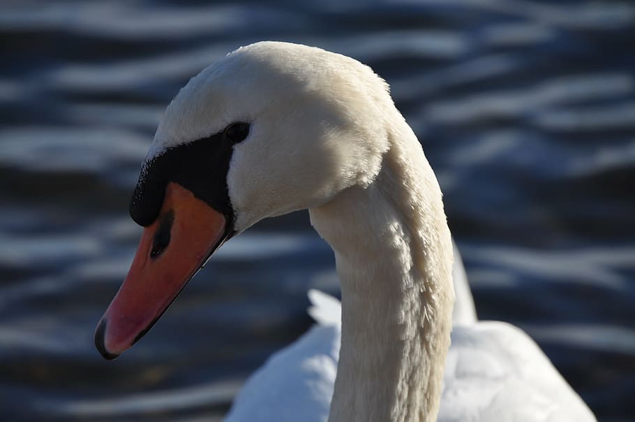 animal, swan, swans, close, pride, water bird, bird, elegant, gooseneck, bill, beauty