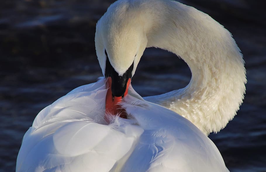 wild birds, pen, beak, plumage, neck, pride, closeup, white, swan, schwimmvogel, elegant