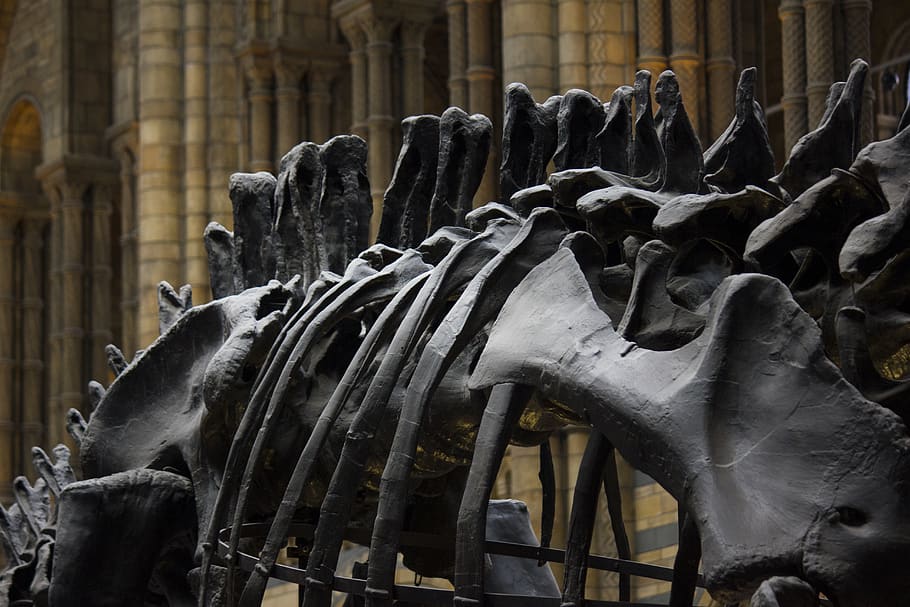 Londýn, muzeum, Dějiny, dinosaurus, muzeum přírodní historie, kosti
