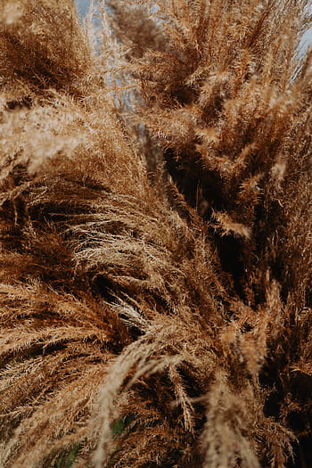 grama dos pampas, pampas, grama, natureza, seco, mulher, fêmea, cão, estufa, outono, Polônia
