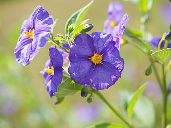 květ, fialový, keř, nachový, modrá fialová, lycianthes rantonnetii, solanum rantonnetii, lycianthes, nachtschattengewächs, solanaceae, okrasné rostliny