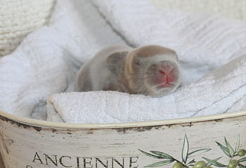 brown, white, bunny, garment, easter, rabbit, baby, nest, easter bunny, long eared, nager