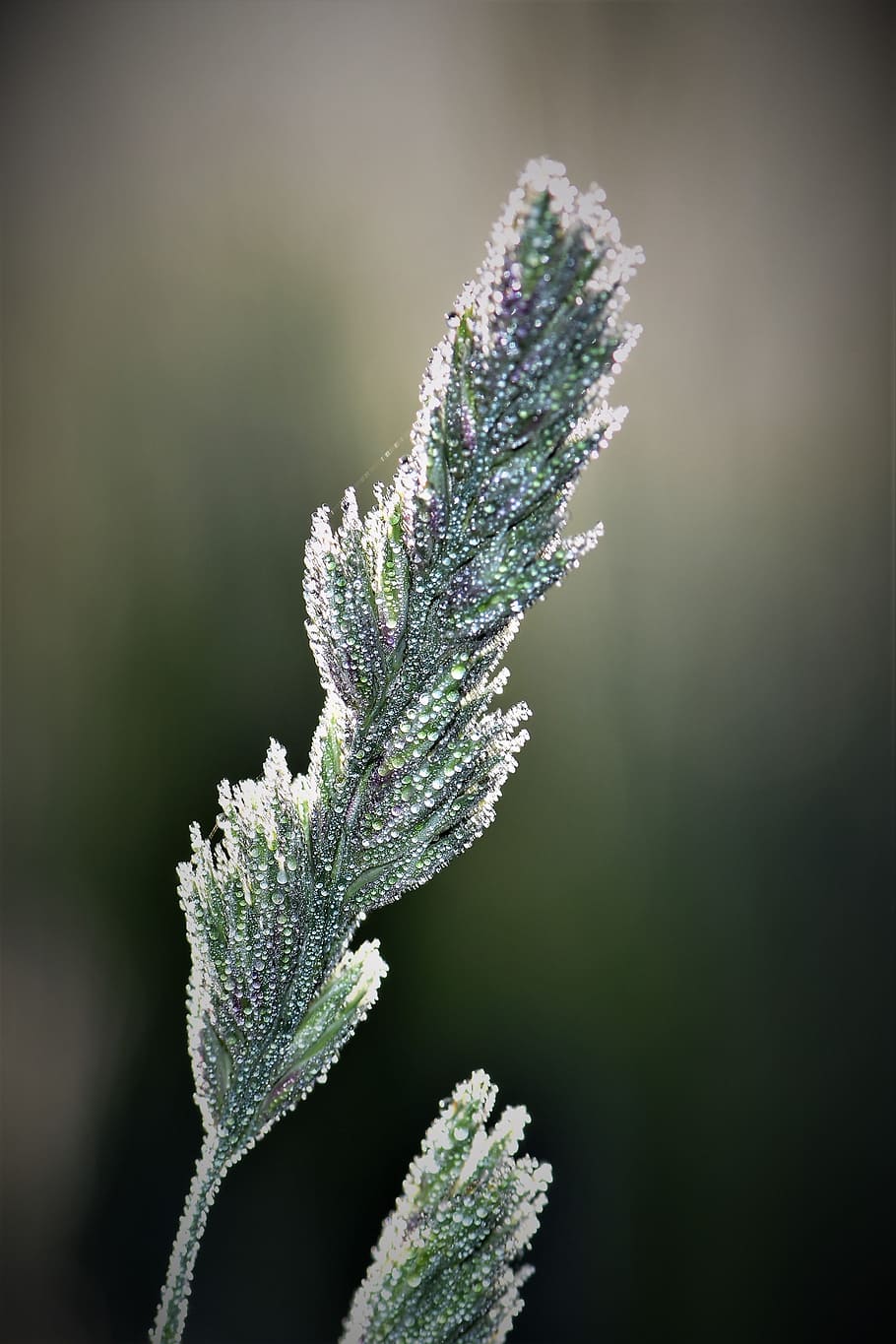 Blade Of Grass, Halm, Nature, grass, meadow, close, mood, green, drop of water, drip, spring