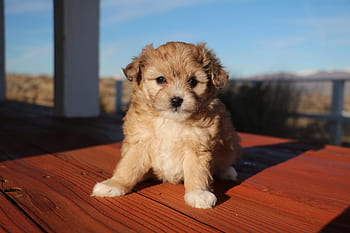 aussiedoodle, štěně, roztomilý, mladý, hybridní, aussiepoo, malý, domácí zvíře, zvíře, Pes, psí
