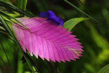 Exotic, Flower, Tillandsia, amazonie, exotic flower, ecuador, wild flower, purple, growth, nature, plant
