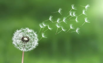 shallow, focus photo, dandelions, dandelion, ease, flight