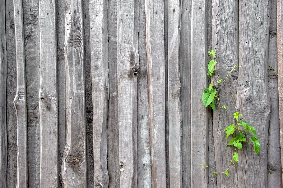 fence, texture, old, the structure of the, wood, boards, background, surface, weathered, material, green