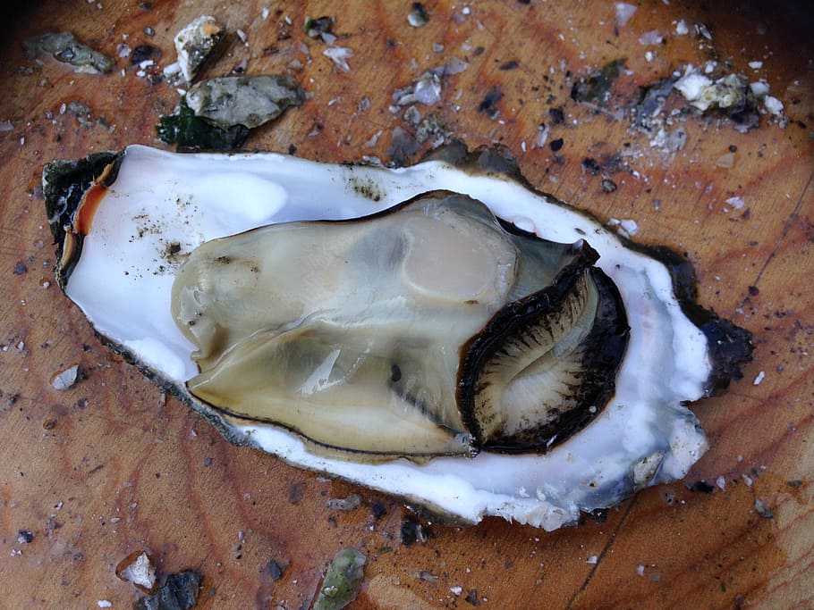 cracked, shell, wooden, surface, oyster, raw, food, gourmet, seafood, fresh, dinner