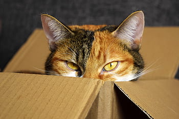 gray, black, calico, cat, brown, cardboard box, lucky cat, cardboard, mieze, cozy place, cat's eyes