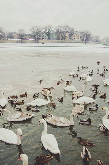white, swan, body, water, bird, beak, feather, animal, duck, lake, snow