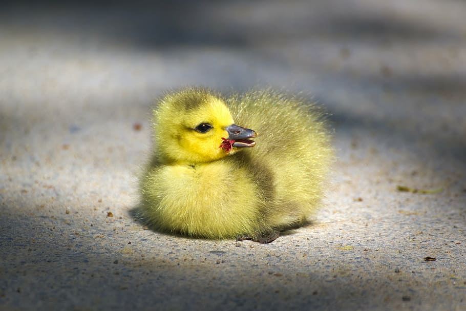 yellow, duckling, top, beige, floor, goose, gaensekuecken, animals, bird, fluffy, chicks