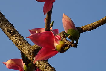 flower, bud, shimul, bombax ceiba, cotton tree, red silk-cotton, red cotton tree, silk-cotton, kapok, ceiba pentandra, bombacaceae