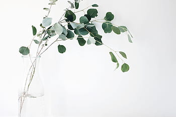 緑、 モリンガの植物、 クリア、 ガラスの花瓶、 葉、 植物、 白、 背景、 まだ、 アイテム、 物