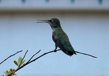 kolibri ágon, zöld, kék, kolibri, felkaptak, fa, ág, madár, csőr, egy állat, állati vadvilág