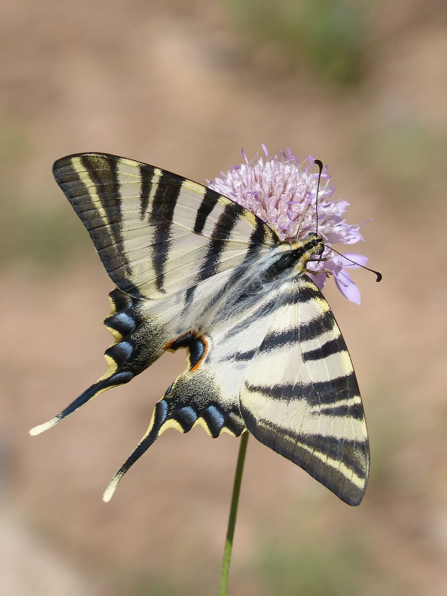 Papilio Machaon, Butterfly, machaon, papallona queen, libar, wild flower, beauty, one animal, animal wildlife, animals in the wild, insect