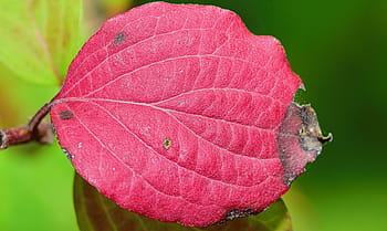 naturaleza, hoja, hojas rojas, otoño, hoja brillante, plantas, árbol, hoja seca, hoja roja, camino, bodegón