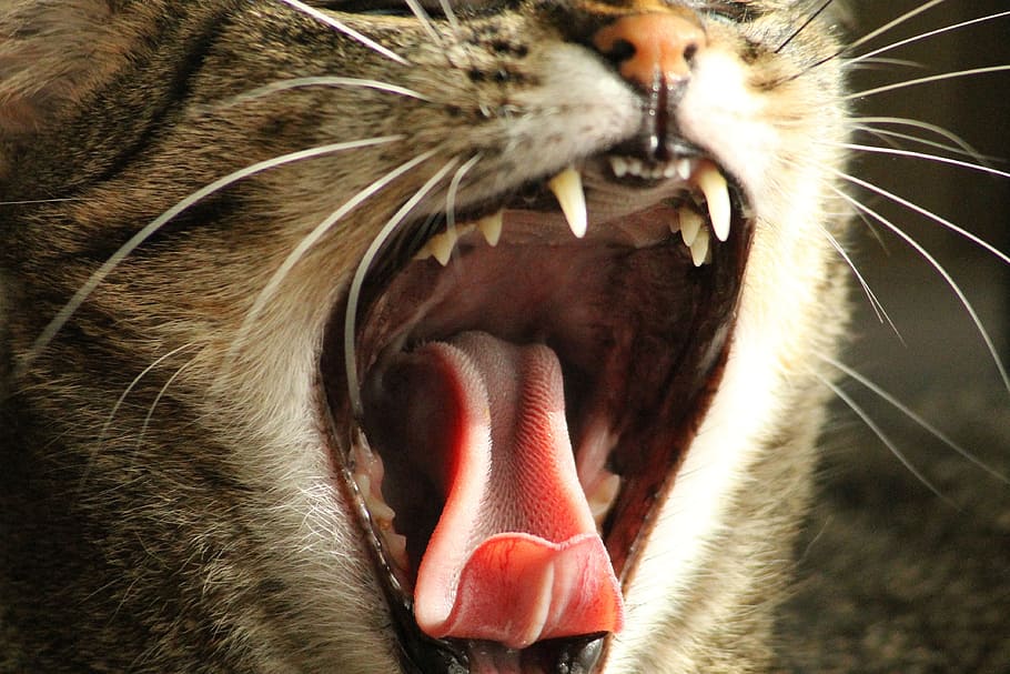 close-up photo, brown, tabby, cat, mouth rawing, peaceful, relax, eye, mustache, nose, pets