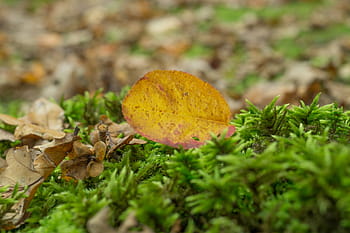 dried, leaf, green, grass, brown, leaves, plants, nature, ground, fall, autumn